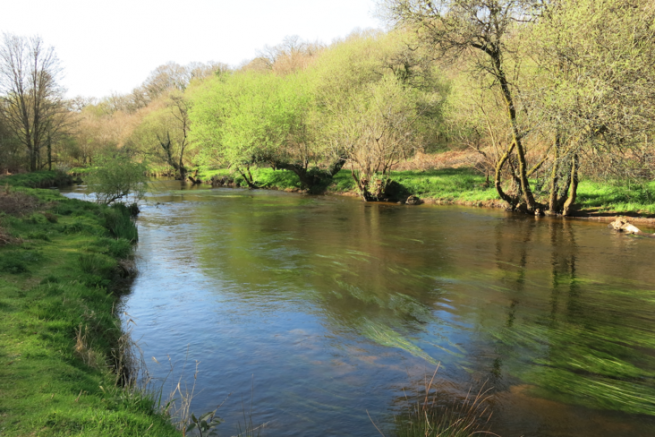 Where and which fish to fly fish in Brittany this summer ?