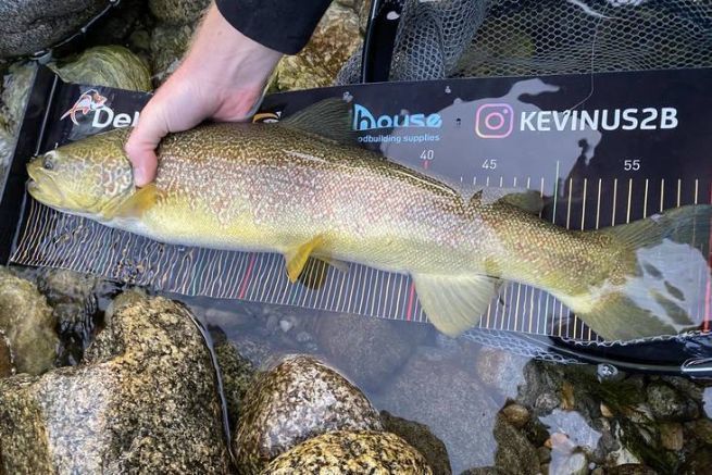 Discover the marmorata trout, a fish with an incredible marbled coat
