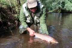 Pretty Breton salmon caught with a fly and delicately put back in the water