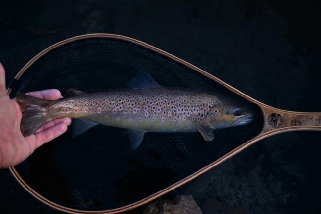 Trout fishing and landing net, accessories and tips to know