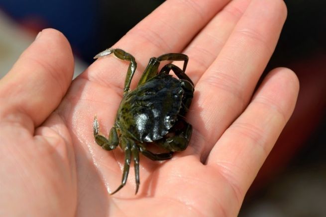 Purple crab, a very hardy bait for fishing for sparids