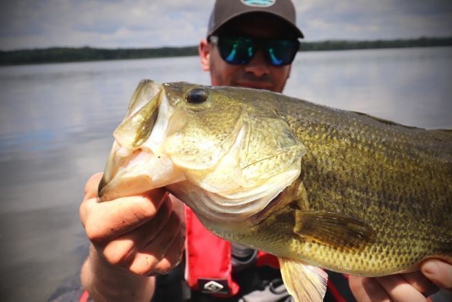 On sunny days, look for black bass in the shade.