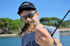 A small scorpion fish