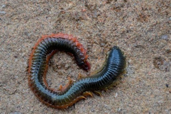 Rag, a versatile worm for sea fishing