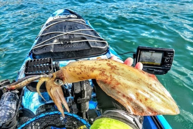 Fishing for cephalopods by kayak