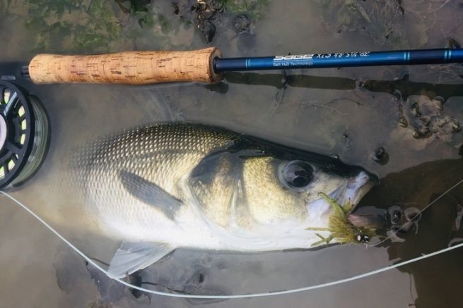 Fly fishing for bass on sight and on the surface, great actions