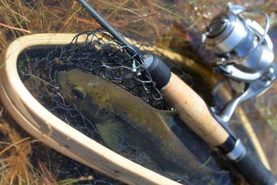 Best trout fishing reels