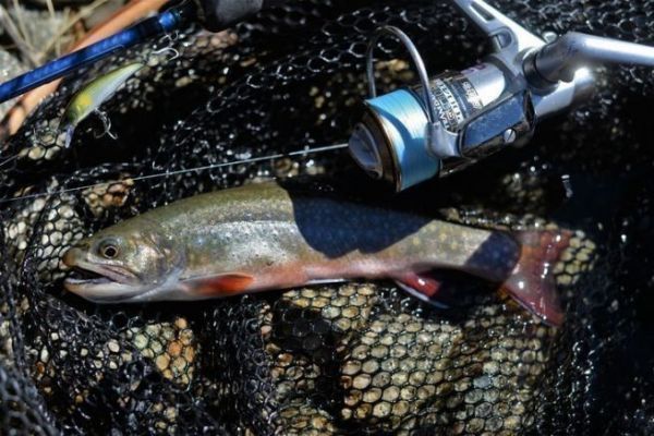 Choosing the right spool capacity for salmonid lure fishing