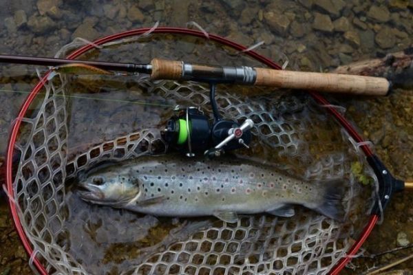 How do I choose a trout fishing rod? - Leurre de la pêche