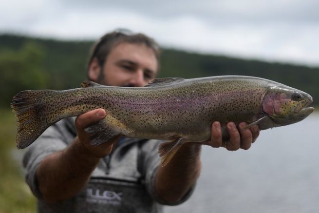 Area and reservoir fishing, the different salmonids to fish