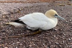 Northern Gannets are spectacular to watch fishing.