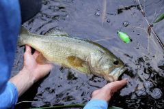 Nice black bass on a Batra-X frog