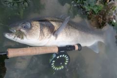 One of the most beautiful fly fishing for bass: sight fishing