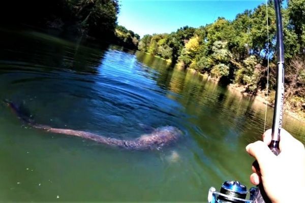 Autumn catfish fishing with lures, the right moments to choose