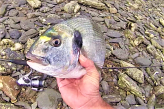 Refine your fishing strategy to catch dorados