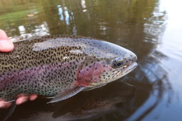 A beautiful trout fishing trip in a fly tank