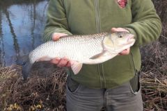 The chub fishes very well in winter