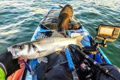 Fishing for sea bass with swimming fish