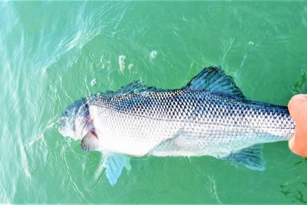 Surfcasting sea bass fishing at the approach of winter, the right