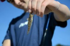 Speckled goby