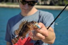 Rockfishing for scorpion fish