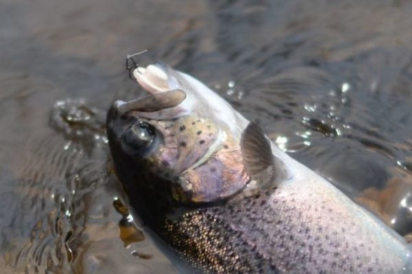 Fishing for salmonids in the area, the buttons of atypical lures