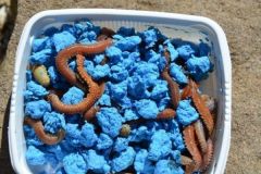 The different worms for sea fishing from the shore or from a boat