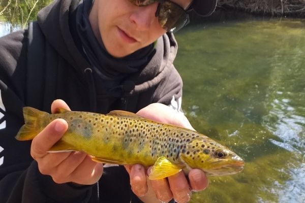 Effective trout fishing with soft lures in streams