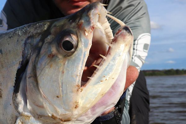 The payara, a fish with teeth that are chilling!