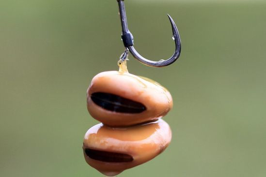 The bean for carp fishing, a seed not to forget