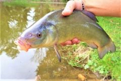 Beautiful tench are caught with easy to make baits