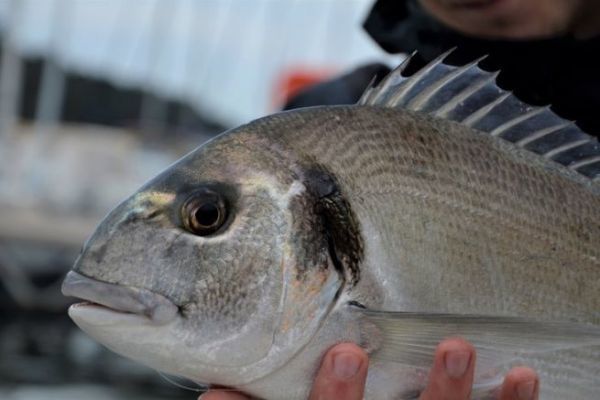 Fishing for gilthead bream with bread, effective all year round