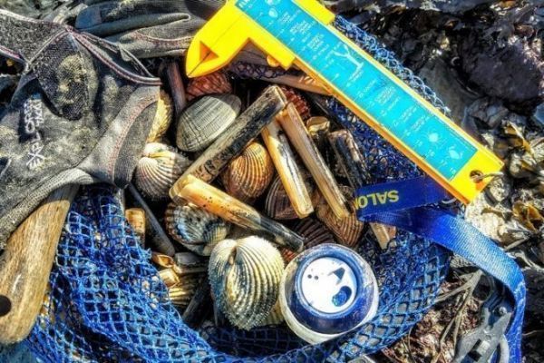 Collect shells to use in your fishing