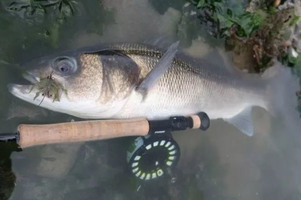 Fly fishing for sea bass in Brittany, techniques and advice