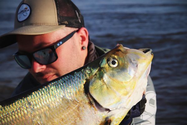 Sardinata, a must-see Amazonian sport fish