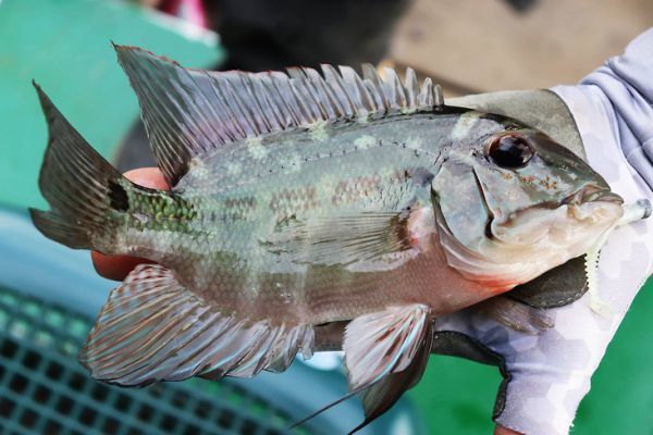 Ultra light fishing on the Tomo river, a diversity to discover