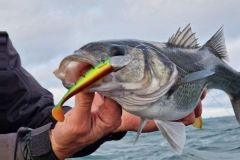 Understand inshore bass fishing to make your trips more successful
