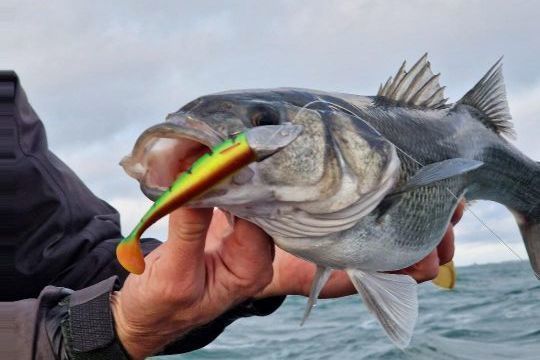 Boat Fishing for Bass - Fishing techniques - FishingTheSpot