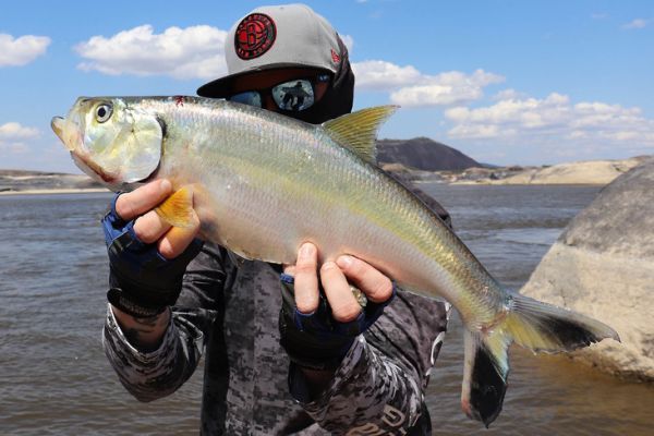 What equipment should you take with you when fishing for sardinata with lures?