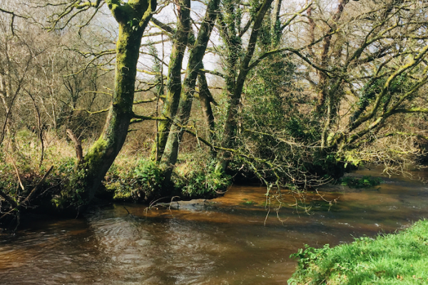 My opening of the trout fly fishing in Brittany