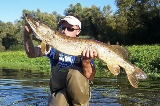 Pike fishing with lures, look for them with hard swinbaits