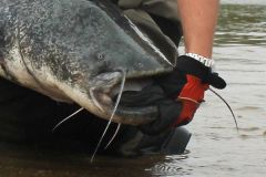 The Lindy glove protects against catfish teeth!