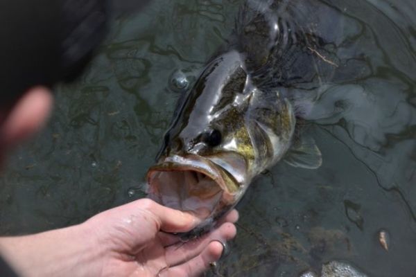 Fishing for black bass in prespawn, fishing within the law