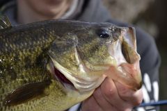 Prespawn and black bass