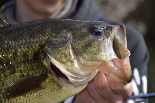 Fishing for black-bass in prespawn, choosing areas and lures