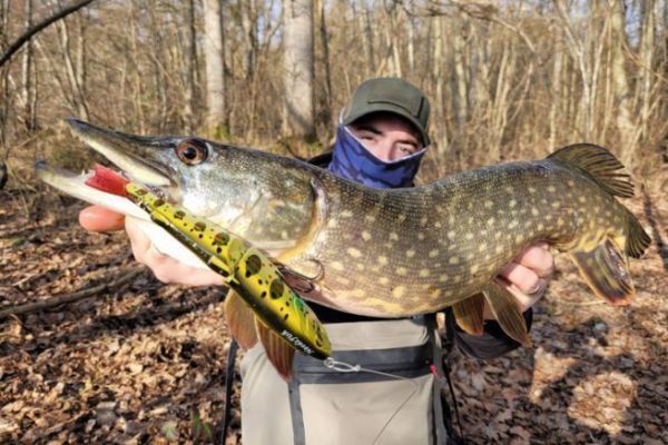 Pike fishing with glide bait, a particular and effective lure
