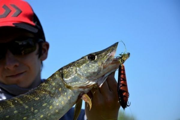 Beginner, the basic principles of pike fishing with lures