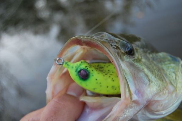 abu evo hyper speed baitcasting reels for salt water Abu Garcia Revo X Low Profile Reel