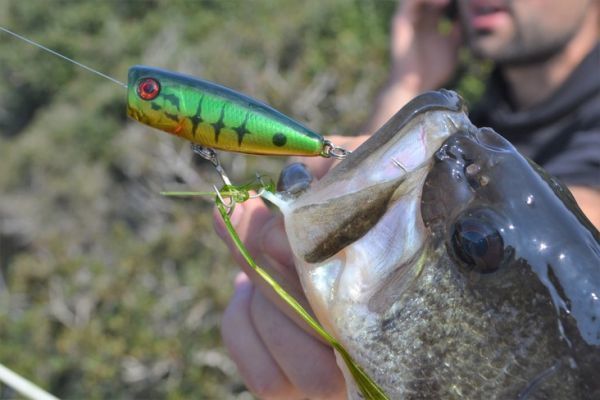 The different surface lures for freshwater predators