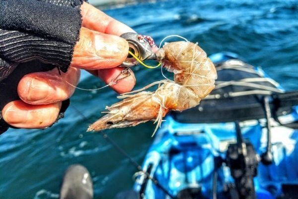 Solutions for baiting your hooks and lures at sea
